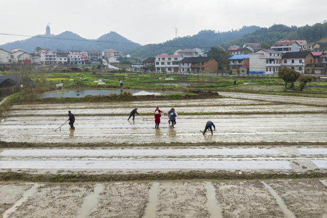 湖南娄底,育秧,早稻,村民,种植户