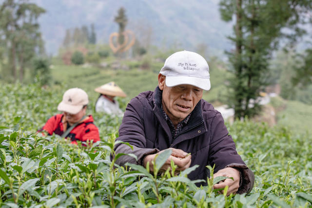 春茶 湘西黄金茶 隘口村 采茶 春分 乡村振兴