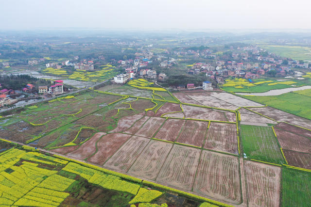 田园  风光  风景 旅游  自然  画卷  乡村  油菜  公路  村庄  景色 