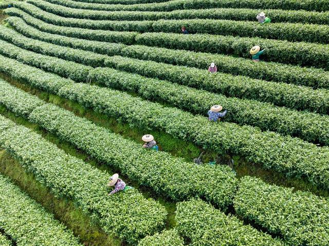 春茶 湘西黄金茶 隘口村 采茶 春分 乡村振兴