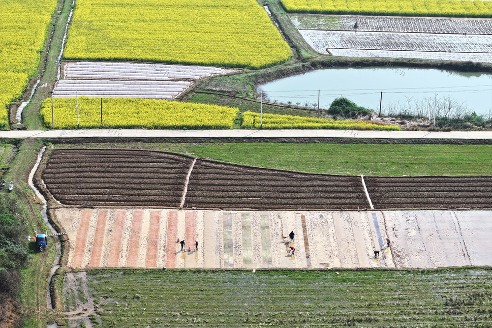 春分 春耕 早稻 播种 