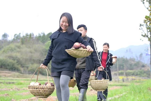 乡村振兴  菌  合作社  赤松茸  基地