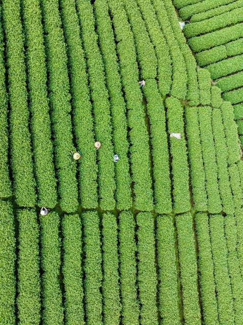 春茶 湘西黄金茶 隘口村 采茶 春分 乡村振兴