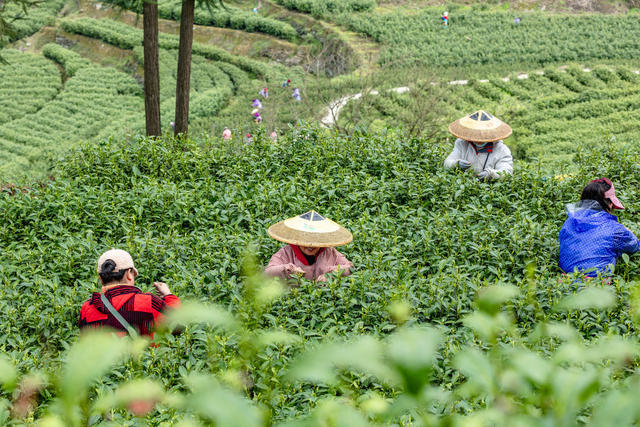 春茶 湘西黄金茶 隘口村 采茶 春分 乡村振兴