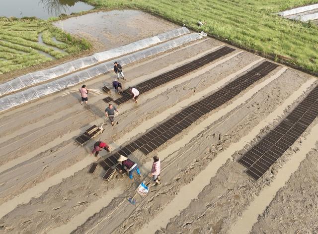 春分
节气
春耕
农事
田园
