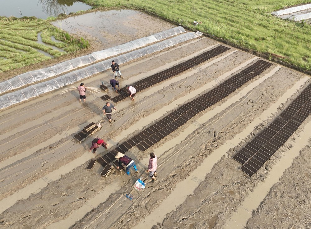 春分
节气
春耕
农事
田园
