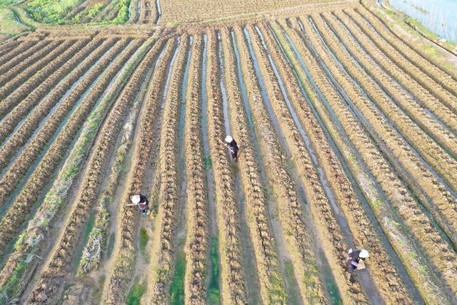 湖南 新田 春分将至 农事忙