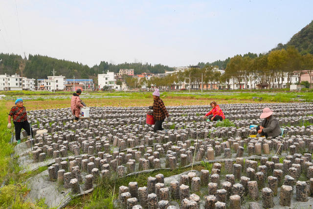 春分  春耕  采收  木耳  农事  劳作 