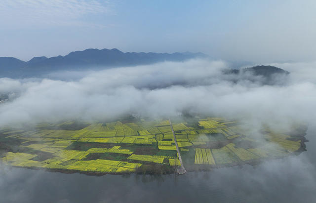 晨雾 乡村 春分 油菜花 美景 春意