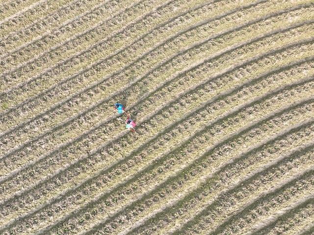 春分
节气
春耕
农事
田园
