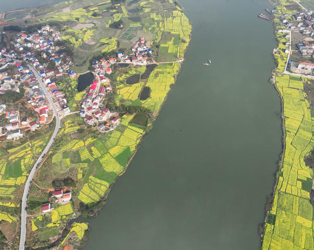 晨雾 乡村 春分 油菜花 美景 春意