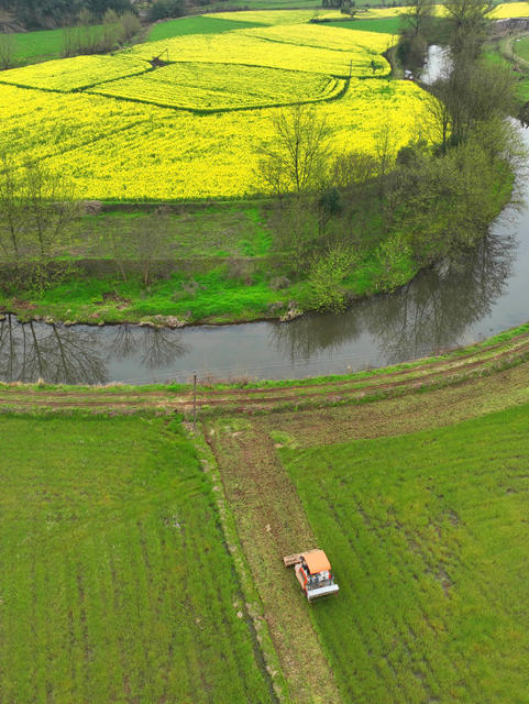 早稻 春耕 育秧 农业