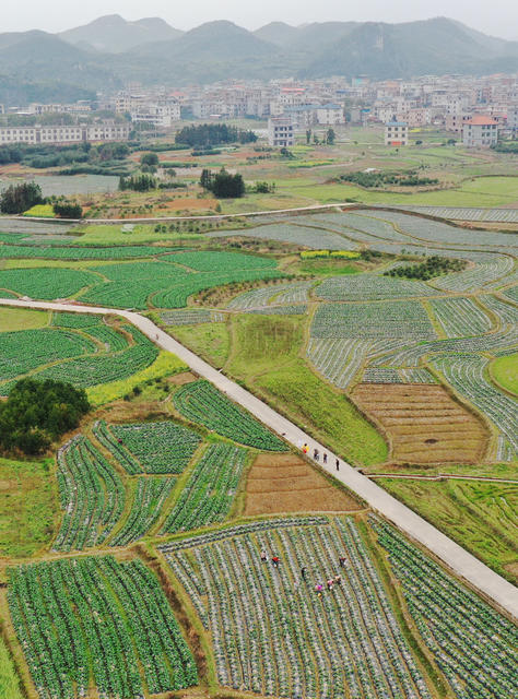 嘉禾：蔬菜基地管护忙