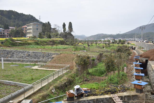 蜜蜂起舞 养蜂人乐开怀