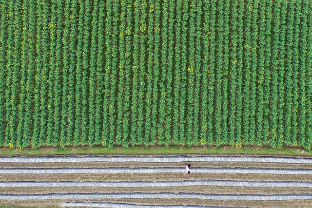 湖南，湘西，节气，春分，农事，种植，管理，繁忙