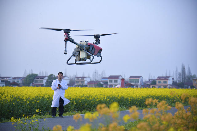 油菜
花
旅游
飞防
春天
春光
傍晚
农业
农技
新质生产力
