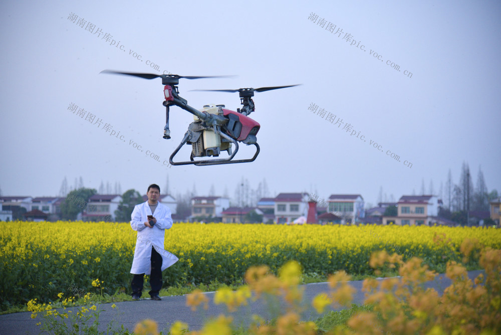 油菜
花
旅游
飞防
春天
春光
傍晚
农业
农技
新质生产力

