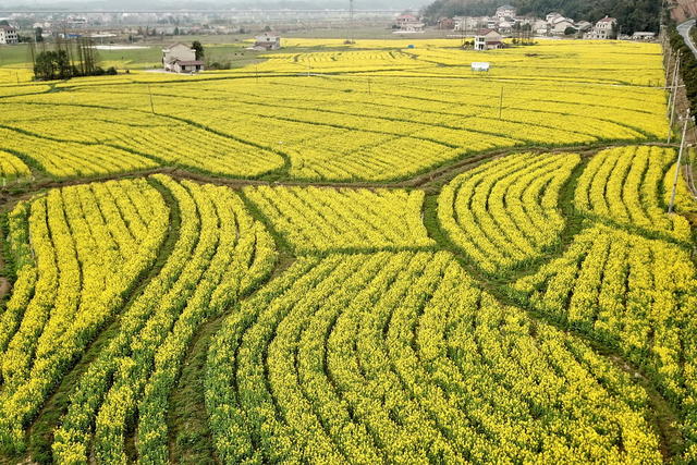 “油菜囗经济”口助力口乡村囗振兴