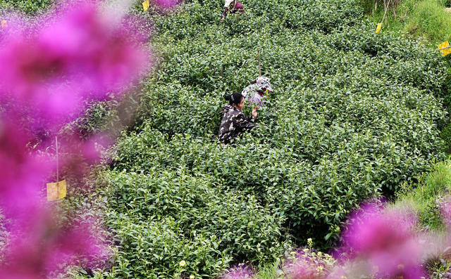 春茶 采摘 加工 茶农 