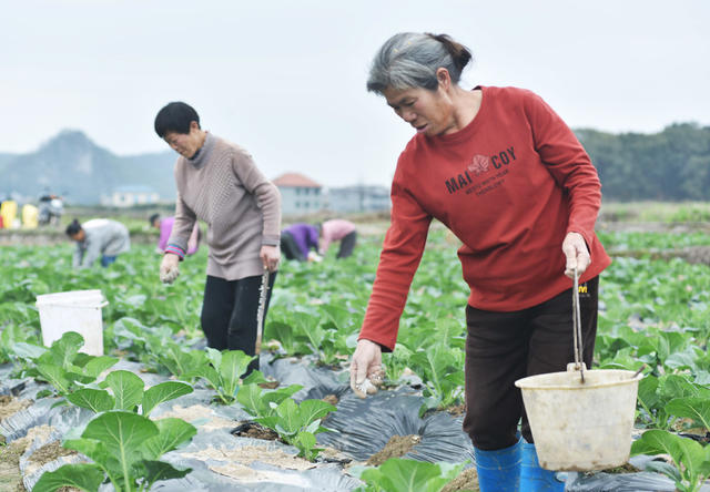 嘉禾：蔬菜基地管护忙
