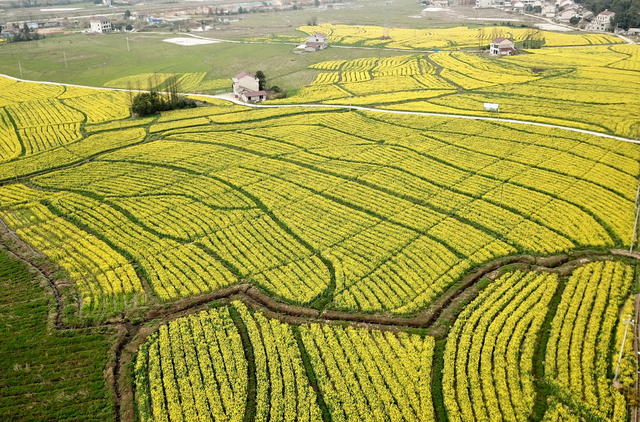“油菜囗经济”口助力口乡村囗振兴