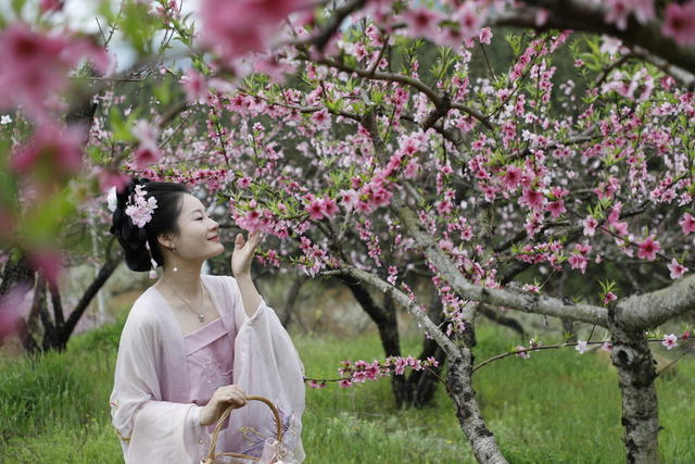 湖南 新田 桃花 主题 赏花 活动