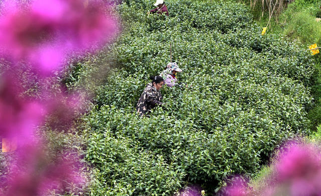 春茶 采摘 加工 茶农 
