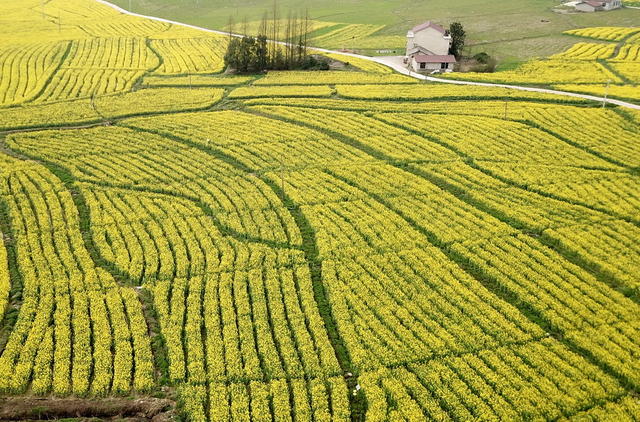 “油菜囗经济”口助力口乡村囗振兴
