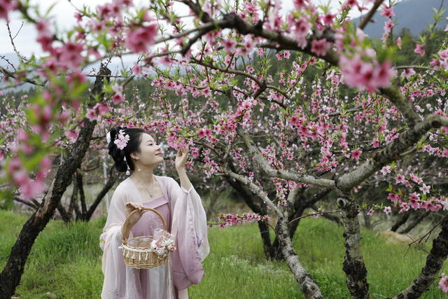 湖南 新田 桃花 主题 赏花 活动