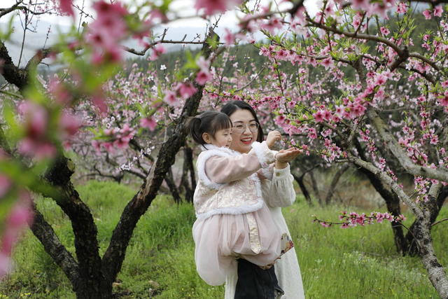湖南 新田 桃花 主题 赏花 活动