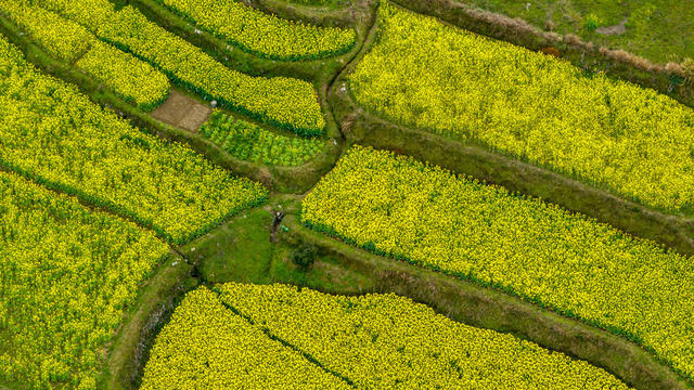 种植油菜  乡村振兴