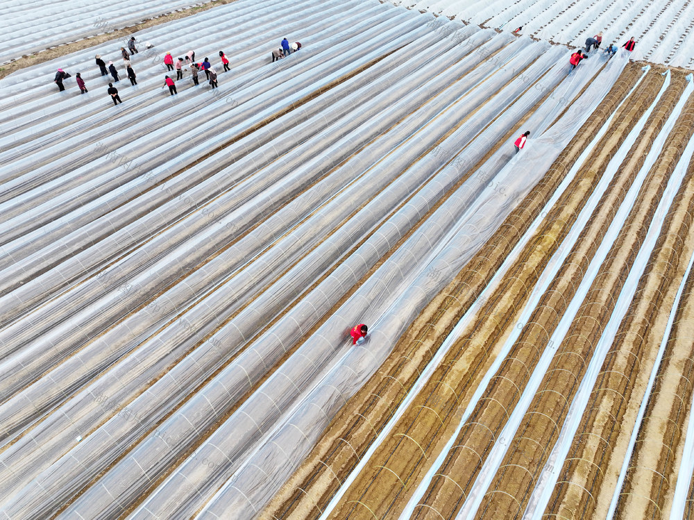 农业  种植业  生姜  土地流转  覆膜栽培  集体经济  乡村振兴