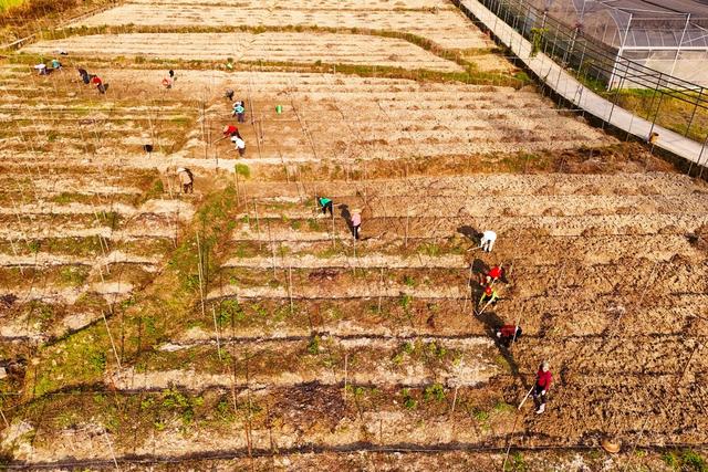 农业、就业、田间管理、农村、劳动密集
