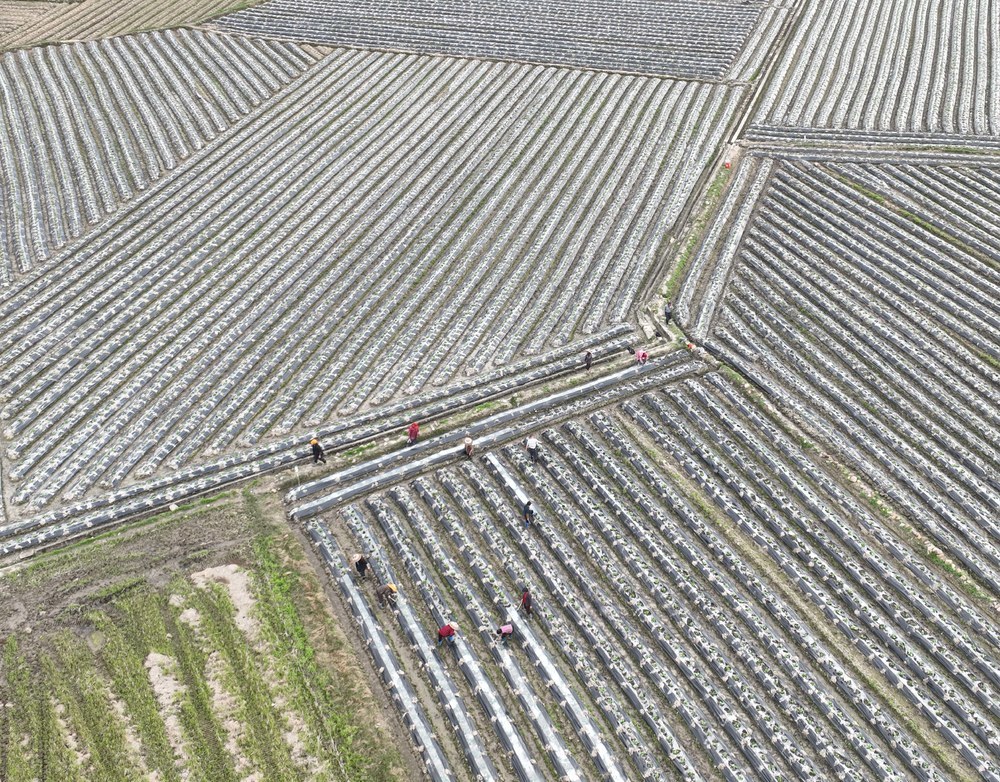 春管
春耕
田园
农事
