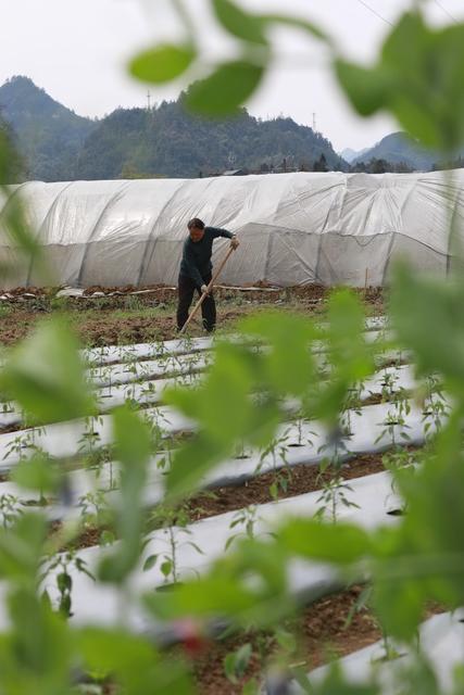农民 土家族 湘西 春暖花开 田间 地头 繁忙 劳作