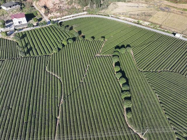 茶园 桃源 茶叶 一村一品