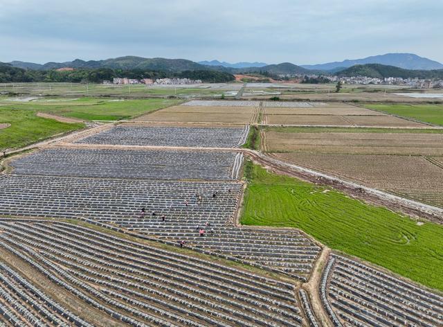 春管
春耕
田园
农事
