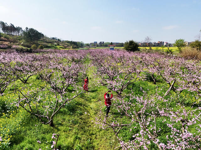 桃花  游玩  乐享春天  旅游  风景  乐享春光  李花 油菜花  春天  