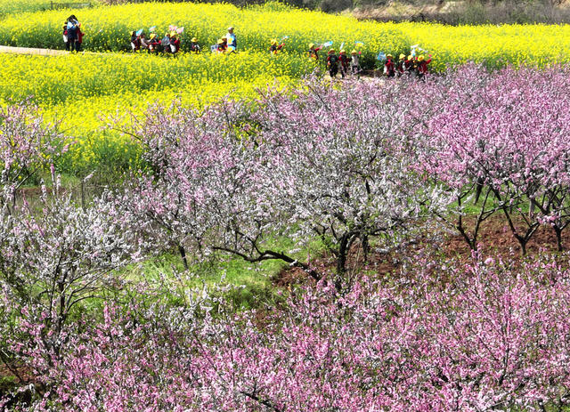 春光 春色 春花 美景