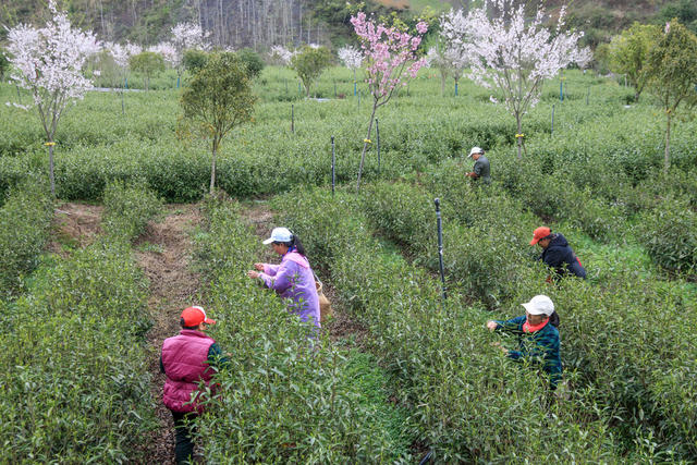 湖南，湘西，春天，茶叶，采摘，加工，忙碌期，市场，
