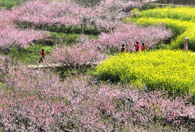 春光 春色 春花 美景