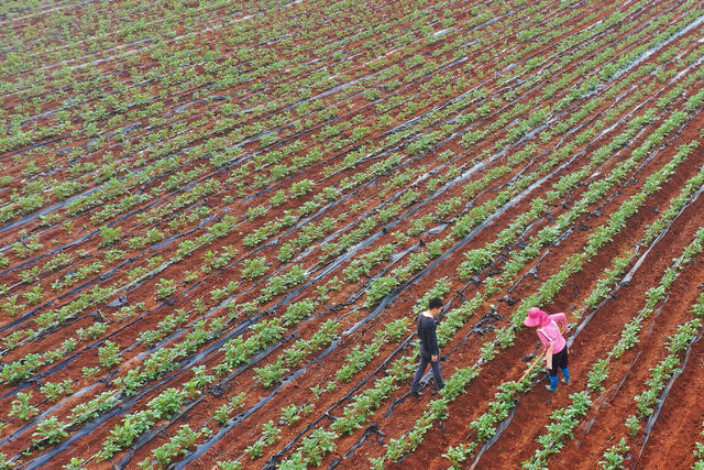 嘉禾：特色种植  助农增收