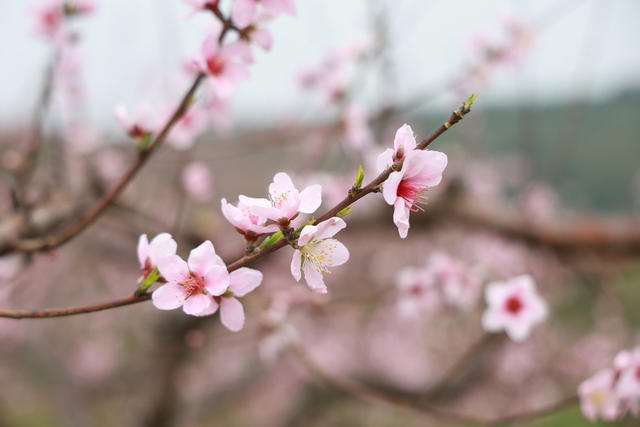 赏花 桃花 踏青 乡村振兴