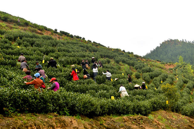 春茶   白茶  采摘白茶