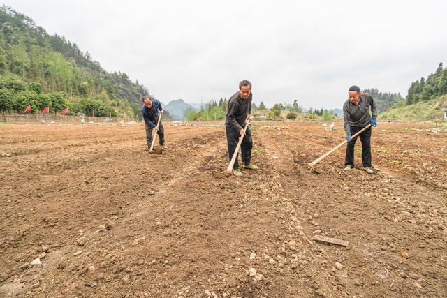 勤丰人勤农事忙
