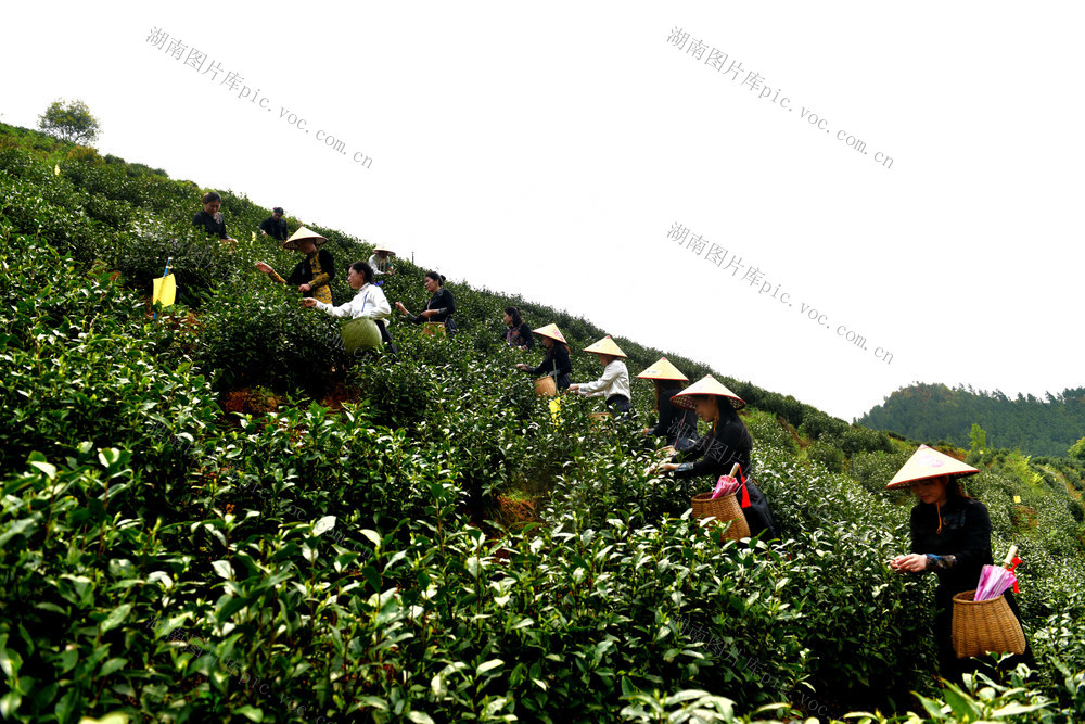 春茶   白茶  采摘白茶