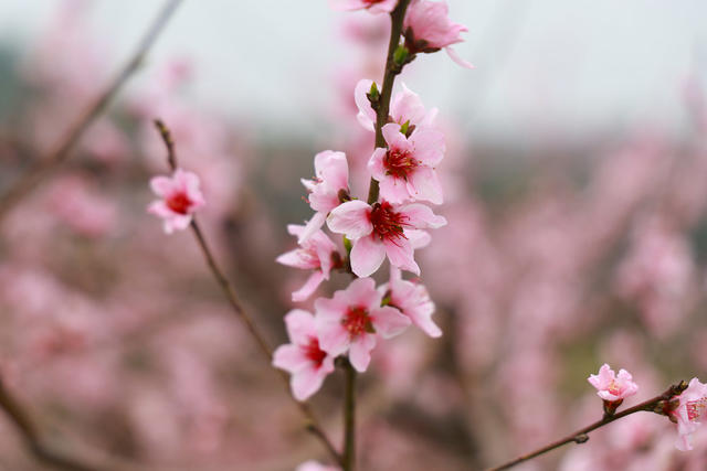 赏花 桃花 踏青 乡村振兴