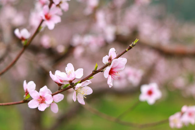 赏花 桃花 踏青 乡村振兴
