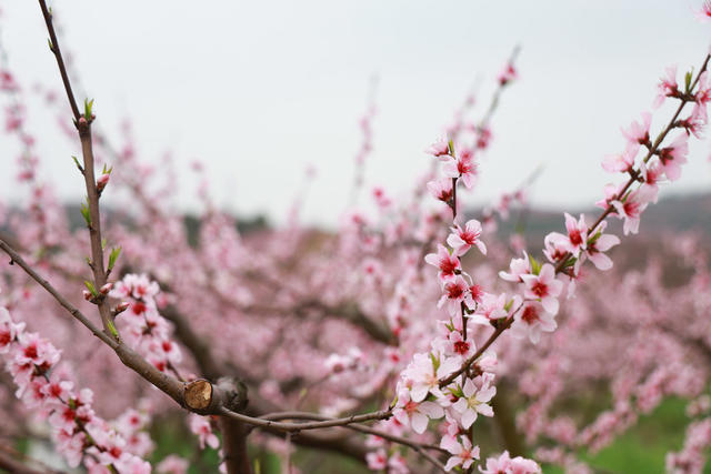 赏花 桃花 踏青 乡村振兴