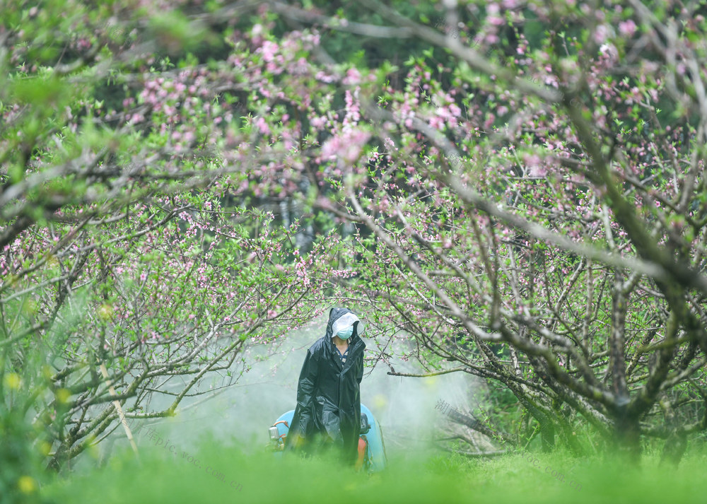 果树
保果
丰收
丰产
春耕
